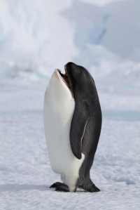 Penguin got dolphin's head